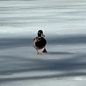 «Худо-бедно снег убрали». Мэр Владимира рассказал, как город справился с циклоном «Зион»