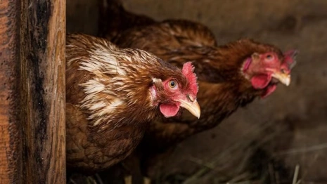 В Гусь-Хрустальном ликвидировали очаг азиатской чумы птиц