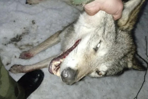 Во Владимирской области убили двух волков