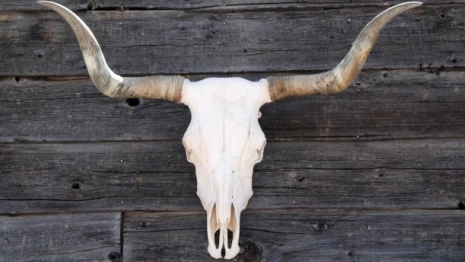 В Муроме на земле сельхозпредприятия нашли останки коров