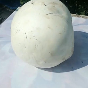 Биолог сравнил выращенные владимирцем дождевики-гиганты с краснокнижными головачами