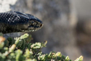 Во Владимирской области гадюка укусила женщину
