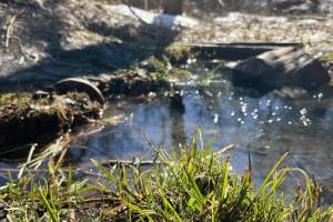 Во Владимирской области 10 марта наступит метеорологическая весна