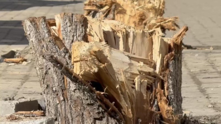 В историческом центре Владимира вандалы спилили молодые деревья