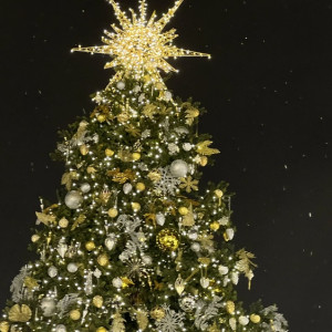 В Юрьев-Польском чиновники попросили жителей подарить новогоднюю ель