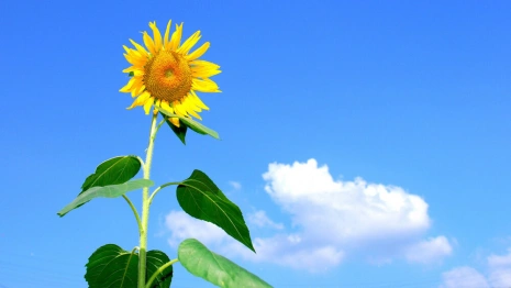 МЧС предупредило о жаре до +32 градусов во Владимирской области