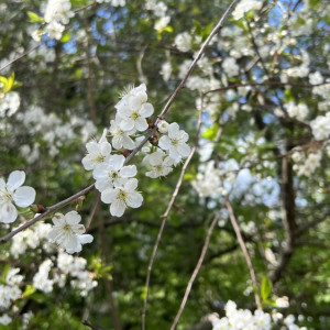 Прогноз погоды во Владимирской области на 16 апреля 2025 года