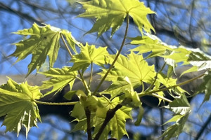 Во Владимирской области пообещали жару до +26 градусов
