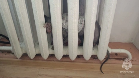 В Судогде спасатели вызволили кота из батареи