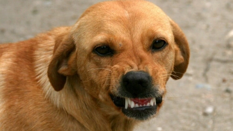 Во владимирском микрорайоне Оргтруд обнаружили очаг бешенства