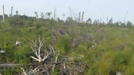 В Судогде лес захламили порубочными остатками после спила деревьев