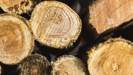 Гендиректор фирмы в Судогодском районе попал под следствие за контрабанду древесины