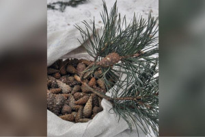 Во Владимирской области объявили сбор шишек