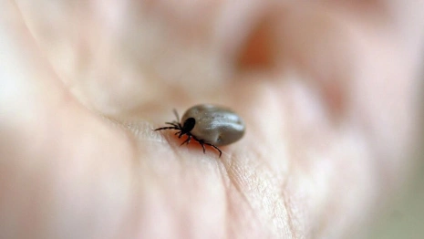 Гайд «День во Владимире». Какие инфекции переносят клещи и как от них спастись