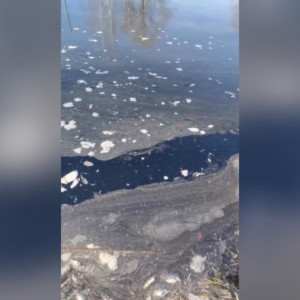 Жители Коврова сообщили о массовой гибели рыбы в пруду