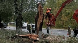 Во Владимире ураган 28 сентября повалил деревья