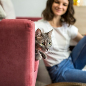 ВТБ выяснил: новоселье с кошки начинает половина россиян 