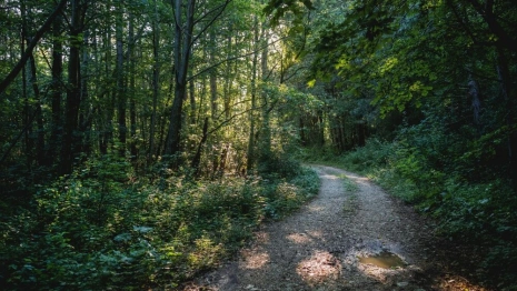 Эксперт обвинил владимирских чиновников в массовой гибели деревьев из-за ясеневой златки
