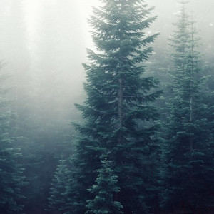 Под Петушками сточные воды уничтожили хвойный лес 
