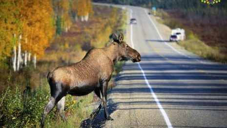 Владимирских водителей предупредили о выходящих на дороги диких животных