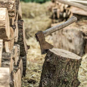 Двоих жителей Владимирской области оштрафовали за вырубку деревьев на 18 млн рублей