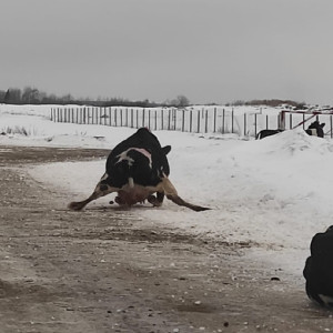 Массовое падение коров на льду во Владимирской области сняли на видео