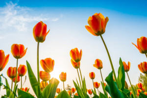 Индексация пенсий и онлайн-переводы. Что изменится во Владимирской области с 1 мая