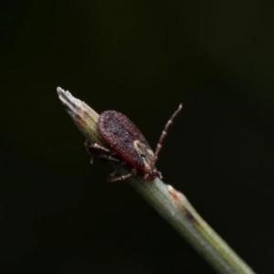 Жертвой первого во Владимирской области энцефалитного клеща стал 6-летний мальчик