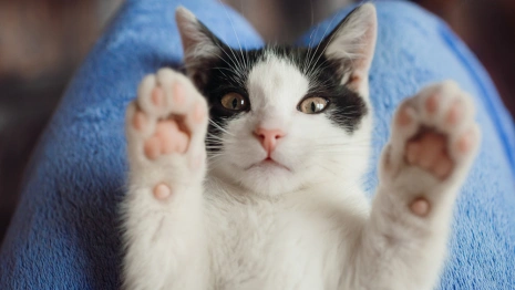 Владимирский приют «Валента» может переехать к «Тандему»