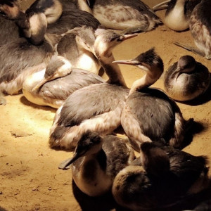 Для помощи пострадавшим от мазута черноморским птицам используют технику из Киржача