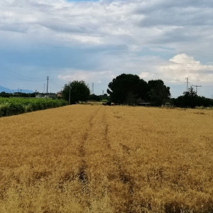 Жительница Владимира потребовала признать незаконной продажу участка