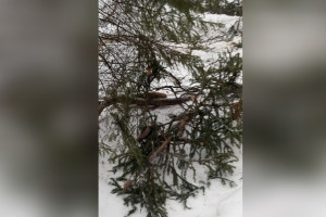 Лесничество под Ковровом осталось без 19 сосен и елей 