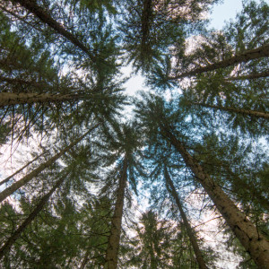 Во Владимирской области незаконно вырубили 30 сосен