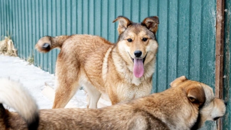 Собака с почти оторванной головой из Владимира выздоровела спустя пару месяцев