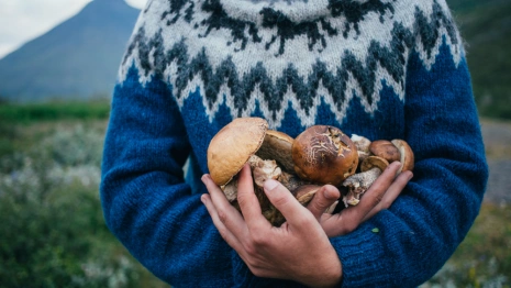 Во Владимире краснокнижный головач выставили на продажу за 4 млн рублей