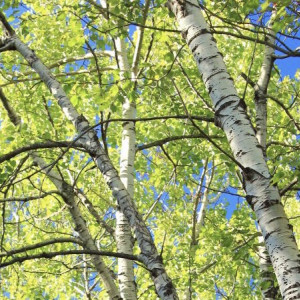 Во Владимире появится больше «зеленых» зон