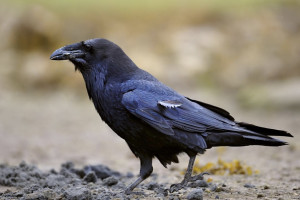 Народные приметы на 17 марта: что можно и нельзя делать в день Герасима Грачевника