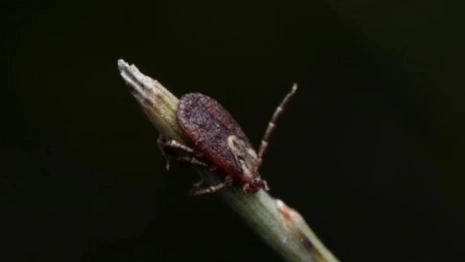 Жертвой первого во Владимирской области энцефалитного клеща стал 6-летний мальчик