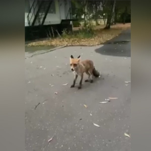 В крупном городе Владимирской области лисенок вышел к людям