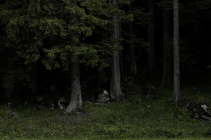 Пропавшего в Меленковском районе 63-летнего мужчину нашли мертвым