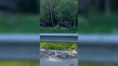 С начала года на дорогах Владимирской области погибли 40 лосей