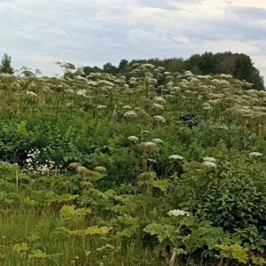 Во Владимирской области около 100 га заросло борщевиком