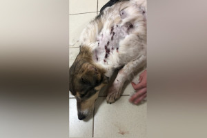 Во Владимирской области на поле расстреляли трех собак 