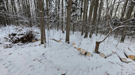 Во Владимире вырубка деревьев в парке «Дружба» может привести к уголовному делу