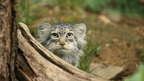 Слово «зажировка» официально включили в русский язык благодаря манулу