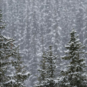 Во Владимире 59-летнего мужчину с бородой и усами нашли живым