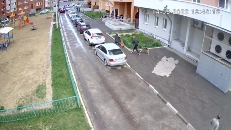 Нападение собаки на ребенка во Владимире попало на видео