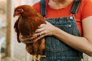 В Селивановском районе ввели карантин по азиатской чуме птиц