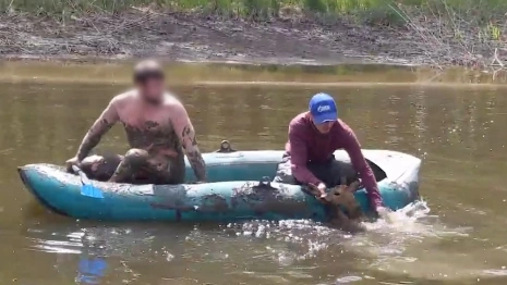 Во Владимирской области полицейские спасли косулю из трясины: появилось видео
