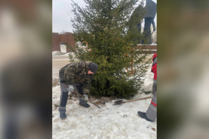 Жители Владимира обеспокоились из-за кривых елей на площади Победы